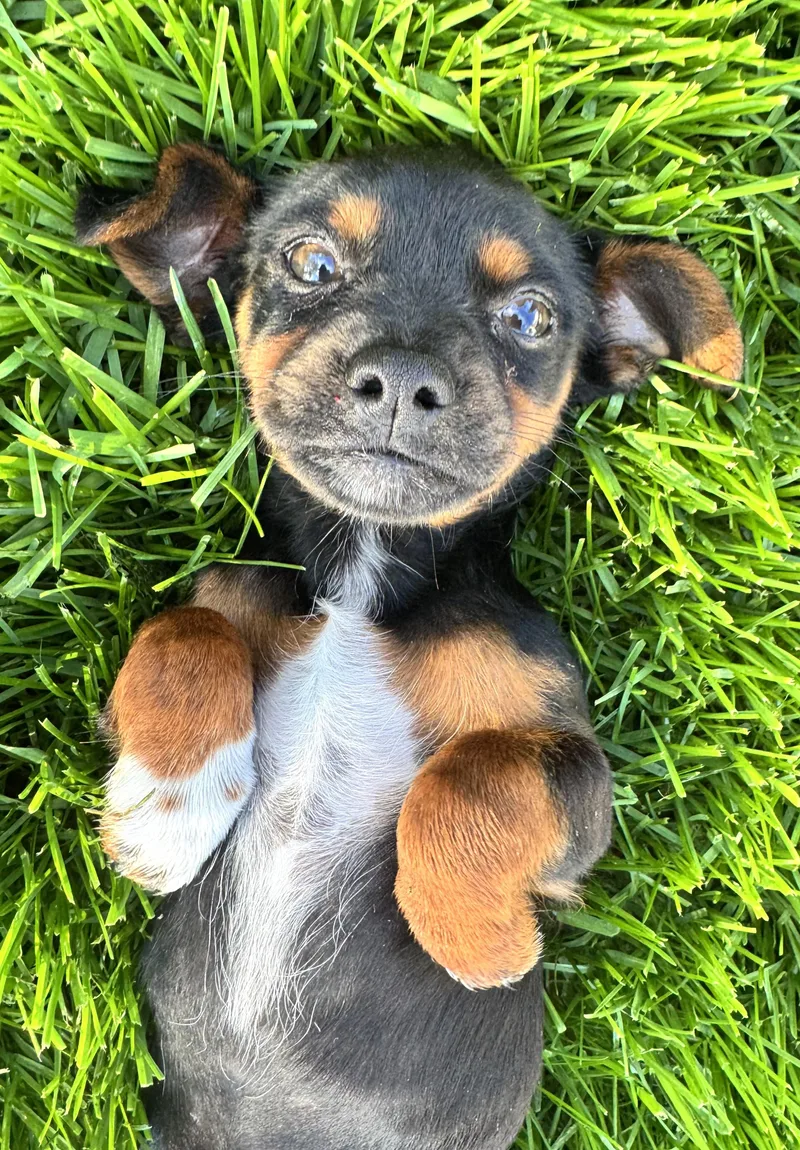 A baby small-sized female Schnauzer dog named Gidget for adoption in Gainesville, VA