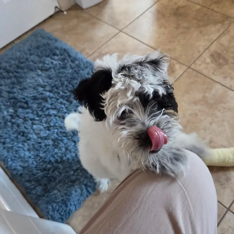 Popeye thumbnail 3