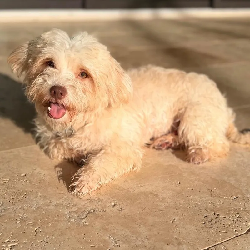 An adult small-sized male White / Cream Maltese dog named Bark Twain for adoption in Jupiter, FL