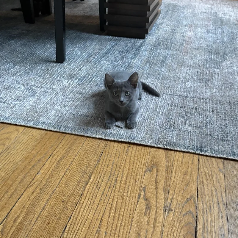 A baby medium-sized female Gray / Blue / Silver Domestic Short Hair cat named River for adoption in Omaha, NE