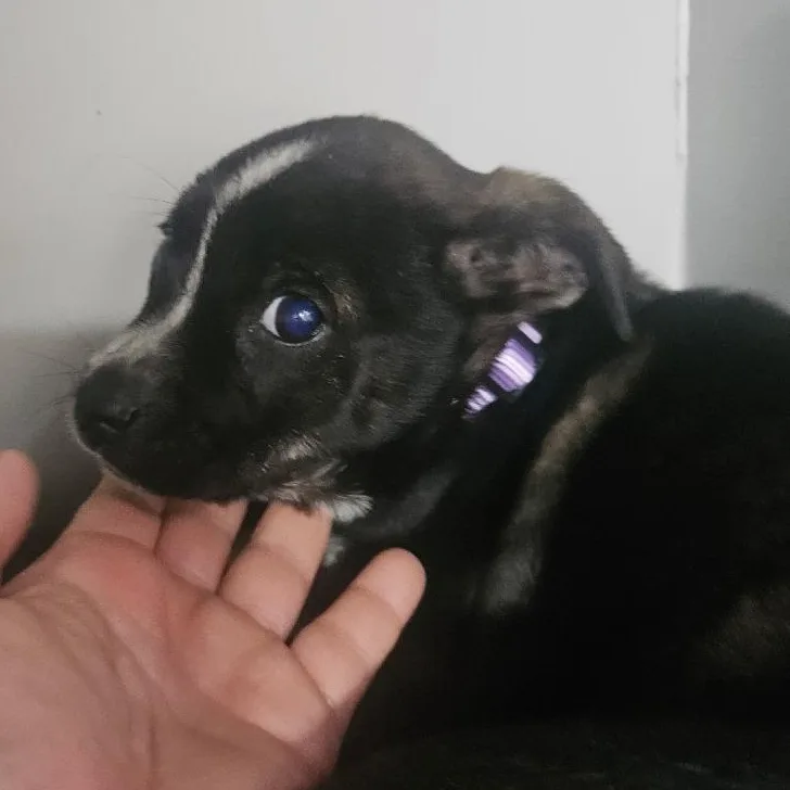 Prue thumbnail 2