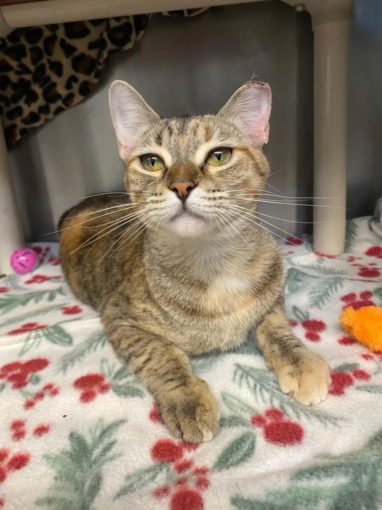 A baby small-sized female Abyssinian cat named Ombre for adoption in Grants Pass, OR