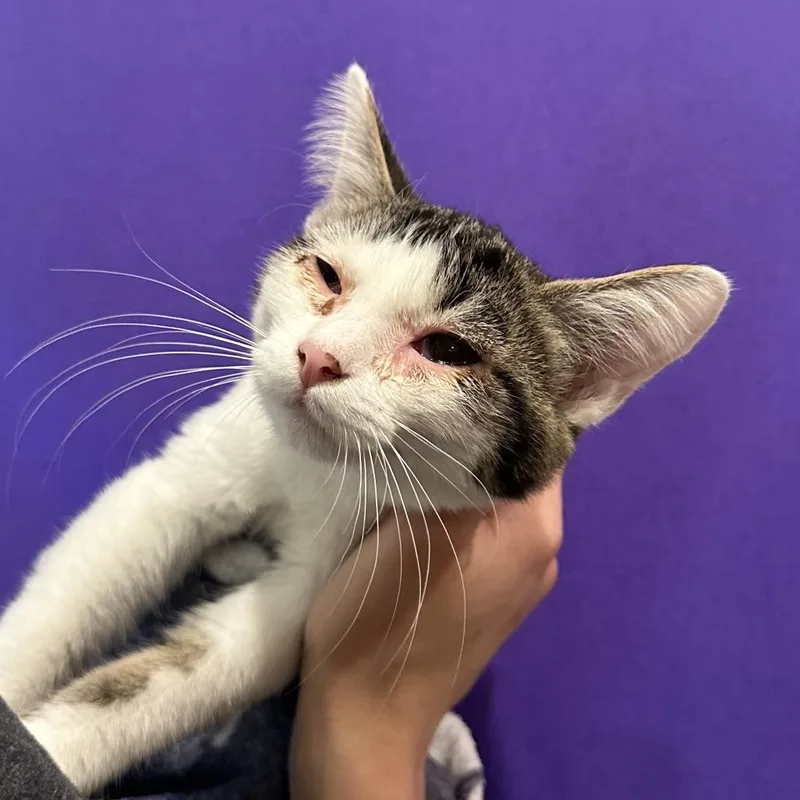 A baby small-sized female Brown / Chocolate Domestic Short Hair cat named Pants for adoption in Washington Township, OH