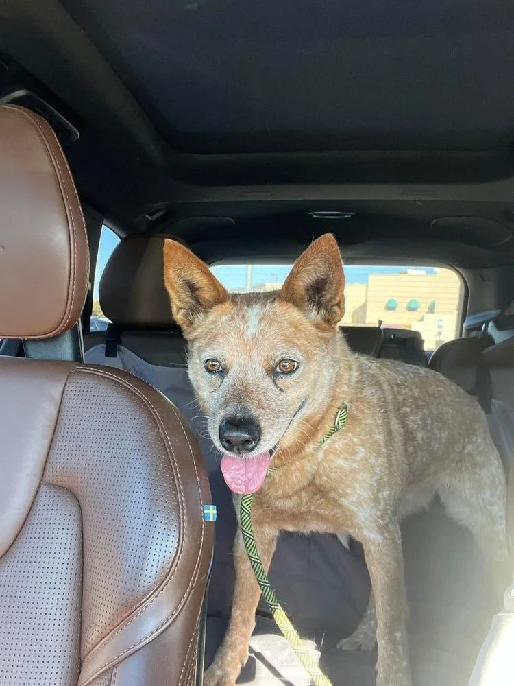 An adult medium-sized female Australian Cattle Dog / Blue Heeler dog named Strudel for adoption in Shawnee, OK