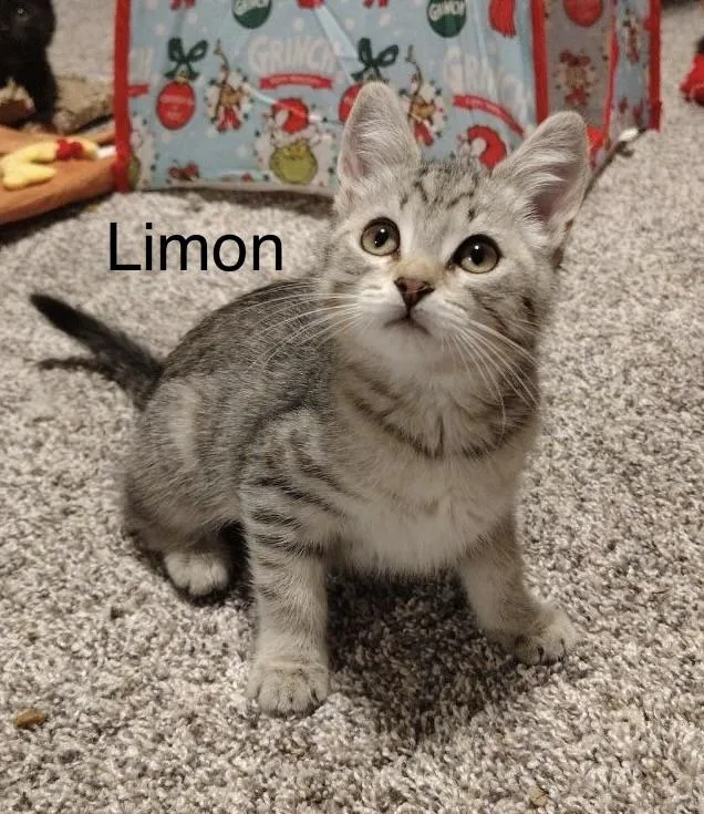 A baby medium-sized female Tabby (Gray / Blue / Silver) Tabby cat named Limon for adoption in Oakley, CA