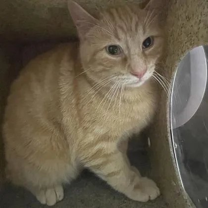 An adult medium-sized male Orange & White Domestic Short Hair cat named Puck for adoption in Dubuque, IA