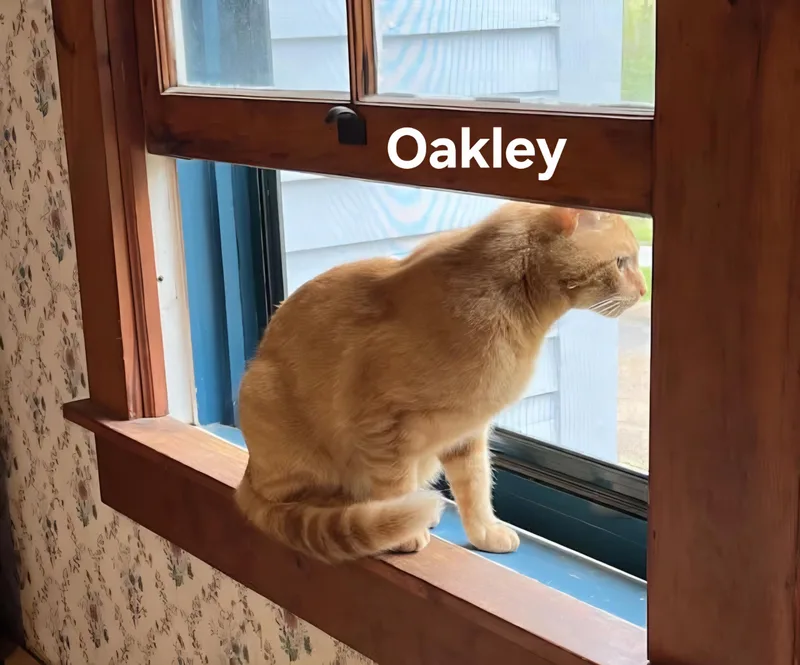 Oakley thumbnail 2