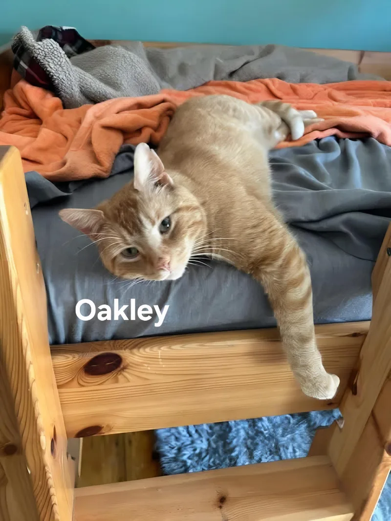 Oakley thumbnail 3