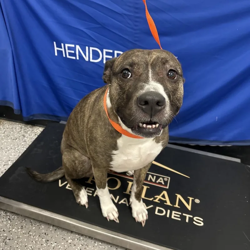 An adult large-sized female American Staffordshire Terrier dog named HACCStray for adoption in Henderson, NV