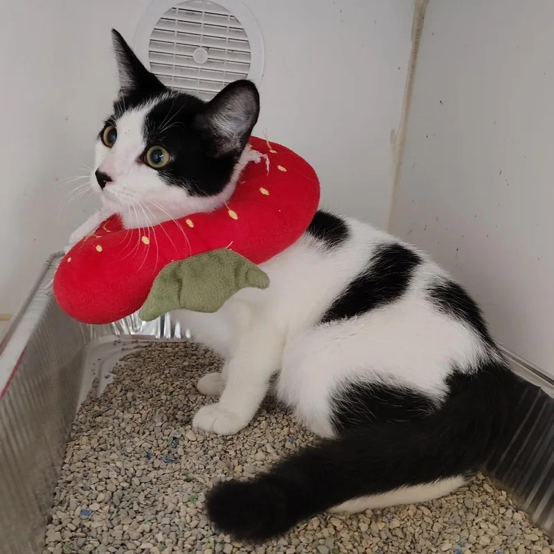 A baby small-sized male Black Domestic Short Hair cat named Winston for adoption in Dearborn, MI