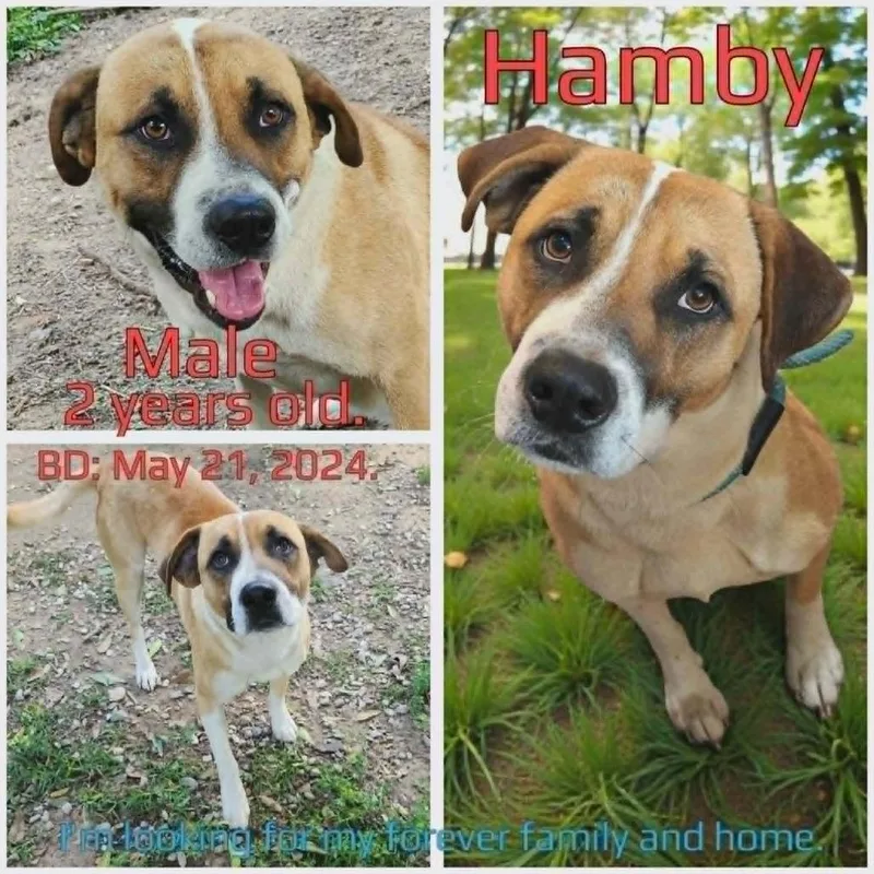 An adult large-sized male Yellow / Tan / Blond / Fawn Mixed Breed dog named Hamby for adoption in Boaz, AL