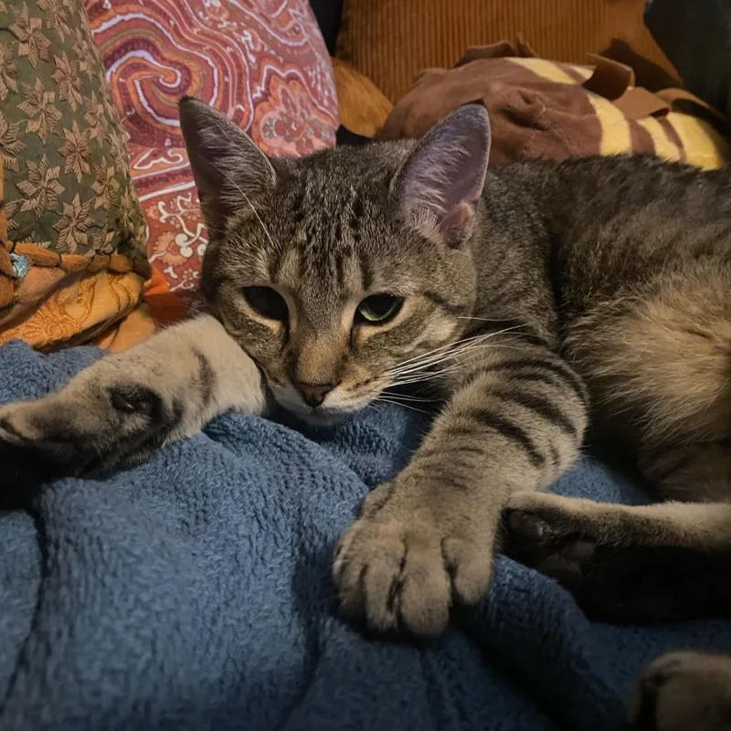An adult small-sized female Torbie American Shorthair cat named Bankie Home to for adoption in South Elgin, IL