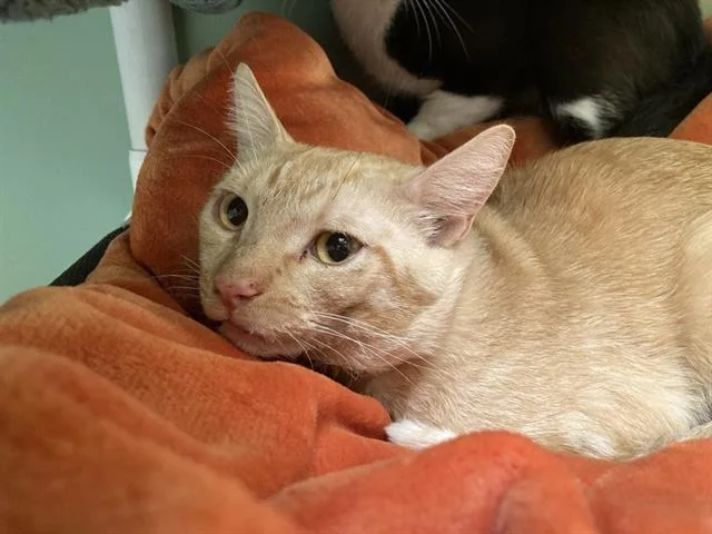 A young small-sized male Domestic Short Hair cat named Carrot for adoption in Tustin, CA