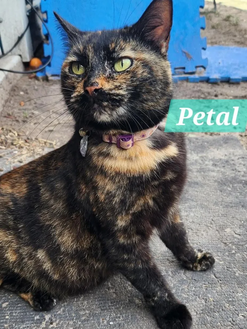 An adult large-sized female Domestic Short Hair cat named Petal for adoption in Spring Hill, FL