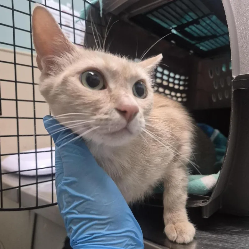 An adult medium-sized female Domestic Short Hair cat named Pocket for adoption in Tacoma, WA