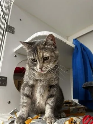 Cleo thumbnail 2