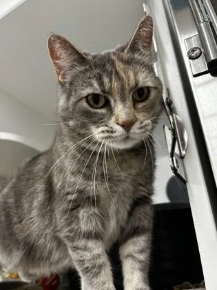 Cleo thumbnail 3