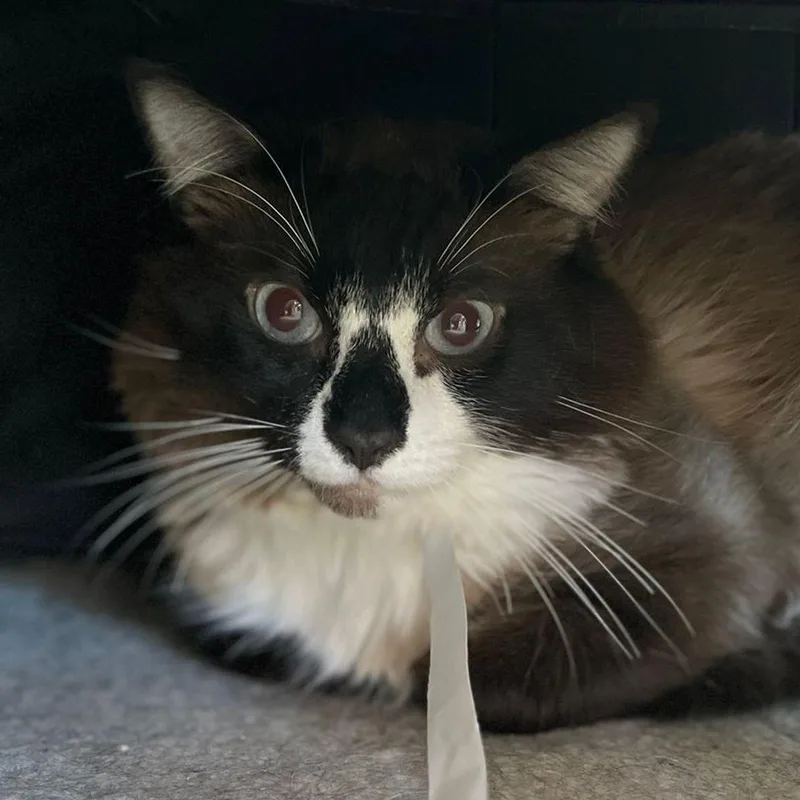 An adult medium-sized male Gray & White Domestic Long Hair cat named Snowy for adoption in Kingman, AZ