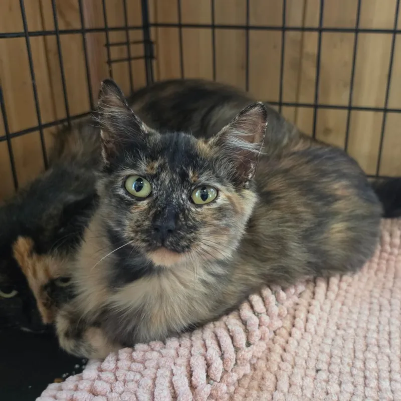 A young small-sized female Tortoiseshell Domestic Long Hair cat named Mocha for adoption in Pittsburg, KS