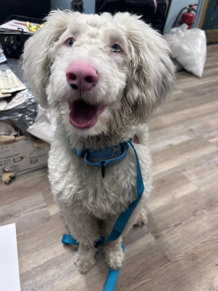 A young medium-sized male Aussiedoodle dog named Milo for adoption in Groveland, MA