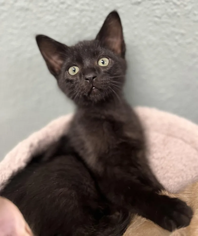 A baby small-sized male Domestic Medium Hair cat named Puffin for adoption in Jamestown, CA