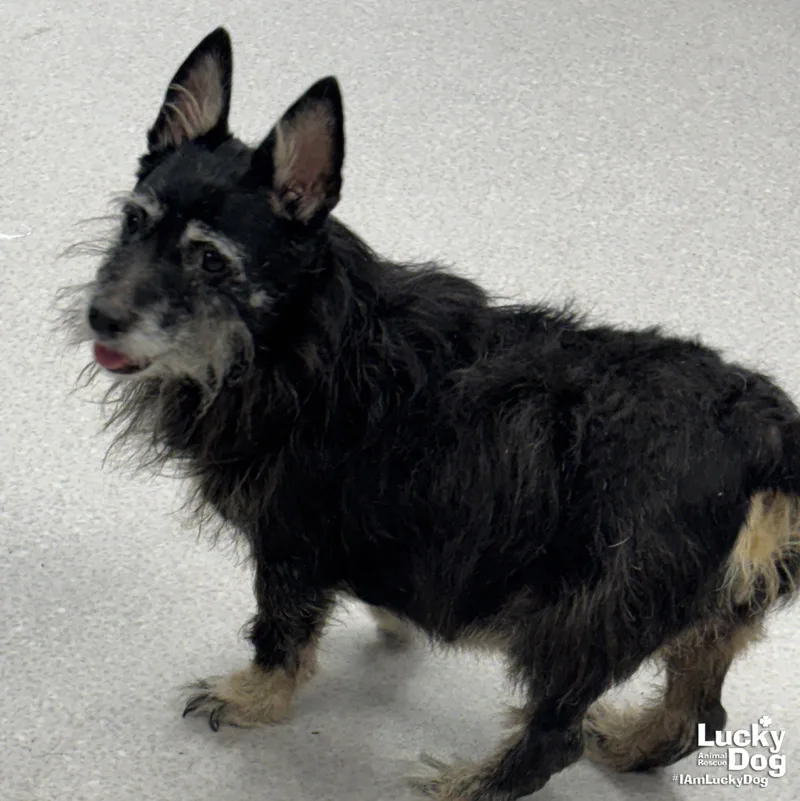 A senior small-sized female Terrier dog named Diamond for adoption in Washington, DC