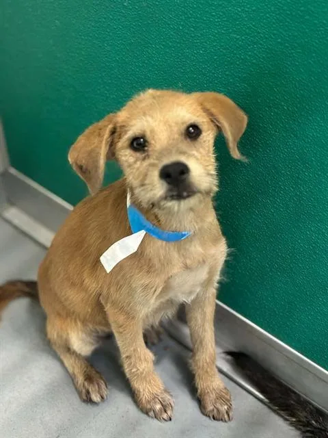 A baby small-sized male Jack Russell Terrier dog named Lighting Mcqueen for adoption in Visalia, CA