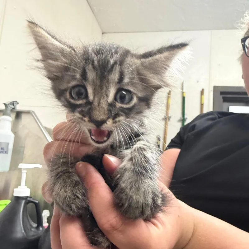A baby small-sized male Brown / Chocolate Domestic Short Hair cat named Groover for adoption in Bryan, TX