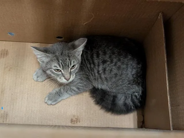 A baby medium-sized male Domestic Short Hair cat named Hokkaido for adoption in Kent, WA