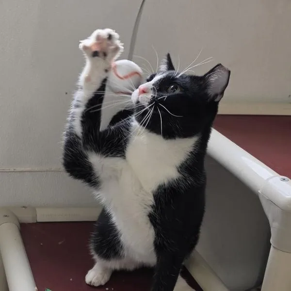 A young medium-sized male Domestic Short Hair cat named Lou Cain for adoption in Des Moines, IA
