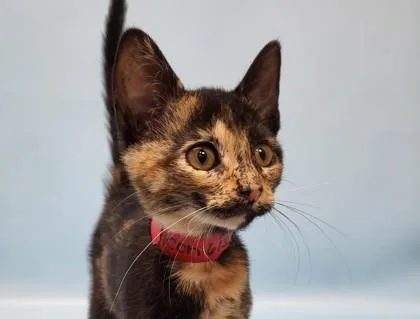 A baby small-sized female Domestic Short Hair cat named Icon for adoption in Coon Rapids, MN