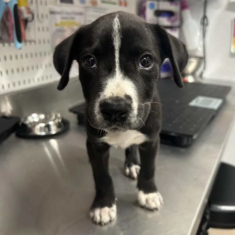 A baby small-sized female Black Pit Bull Terrier dog named Honey Bun for adoption in League City, TX