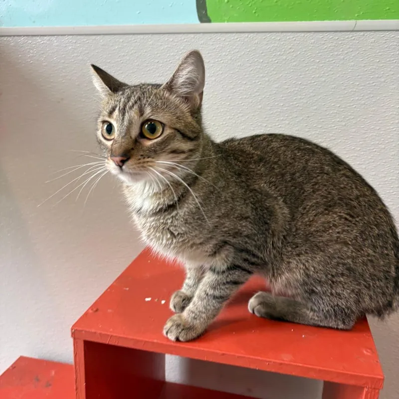 An adult small-sized female Gray / Blue / Silver Domestic Short Hair cat named Daniella Karagach for adoption in West Des Moines, IA