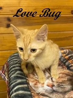 Love Bug thumbnail 3