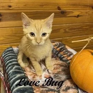 Love Bug thumbnail 4
