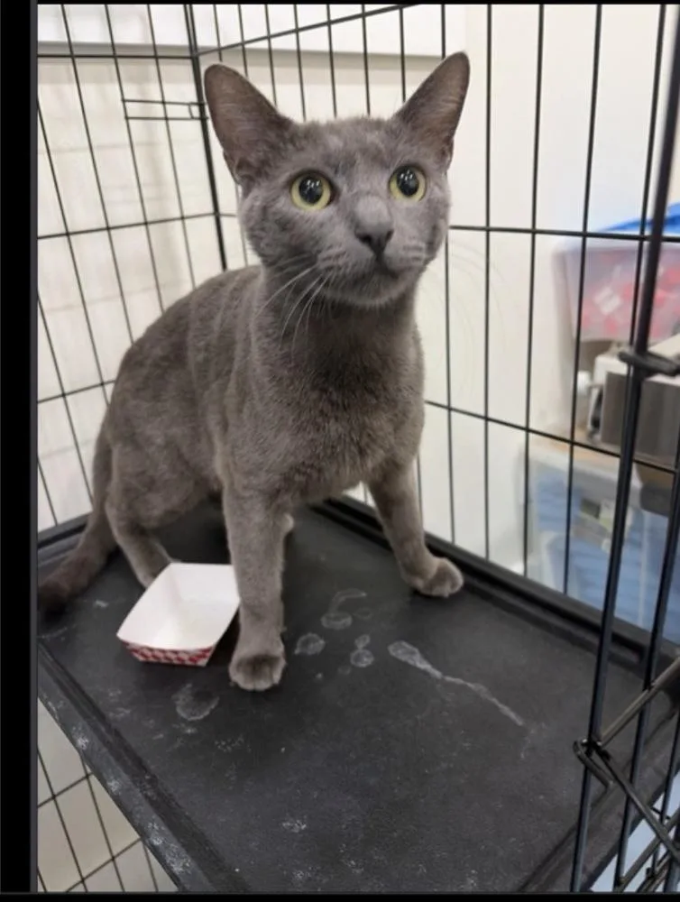 An adult medium-sized female Gray / Blue / Silver Domestic Short Hair cat named Kelly for adoption in Lafayette, CO