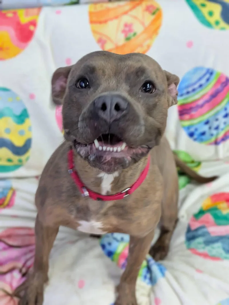 A young medium-sized female Mixed Breed dog named Poppy for adoption in Jamesville, NY