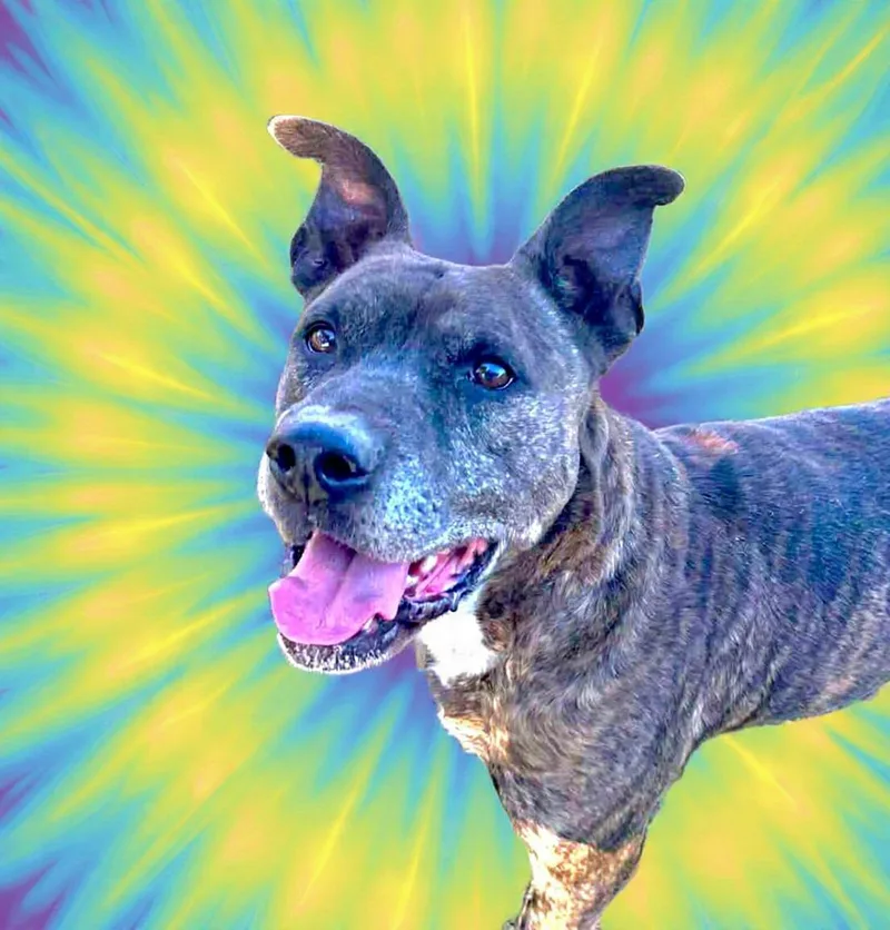 An adult medium-sized male Brindle Terrier dog named Jack for adoption in San Antonio, TX