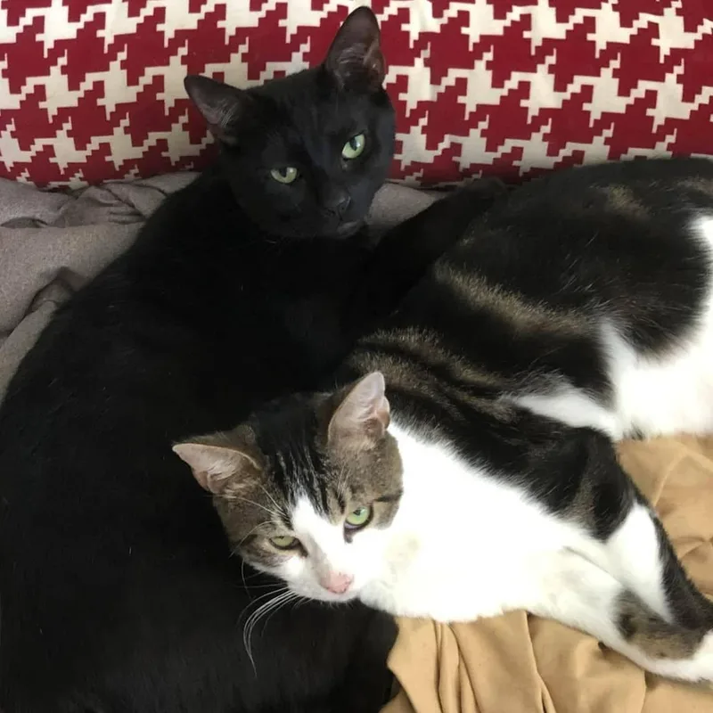 Juni and Fraidy
