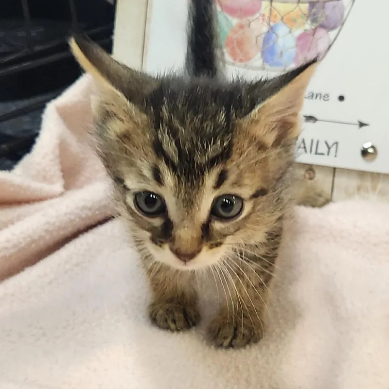 A baby small-sized male Brown / Chocolate Domestic Short Hair cat named Sven for adoption in Brighton, MO