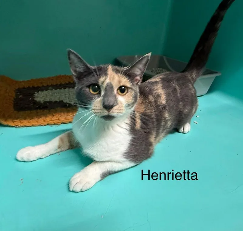 Henrietta