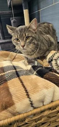 An adult small-sized male Domestic Short Hair cat named Felix for adoption in Daphne, AL