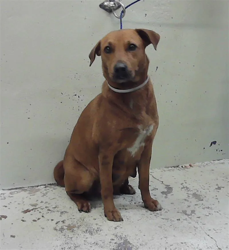 An adult medium-sized female Labrador Retriever dog named Sandie for adoption in Houston, TX