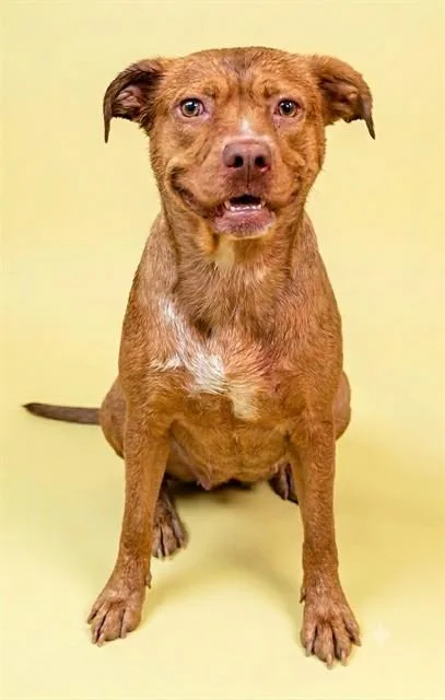 A young medium-sized female Mixed Breed dog named Marigold for adoption in Jacksonville, FL