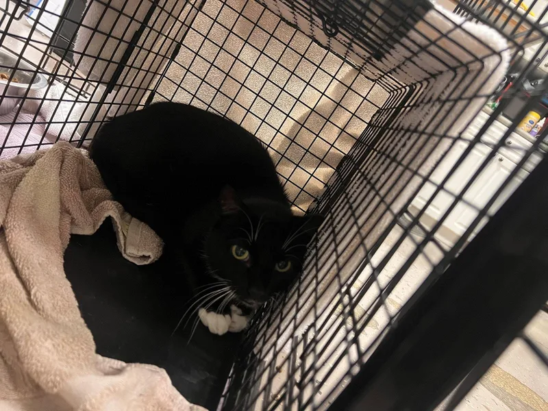 An adult medium-sized female Black & White / Tuxedo Domestic Short Hair cat named Felicia for adoption in Georgetown, KY