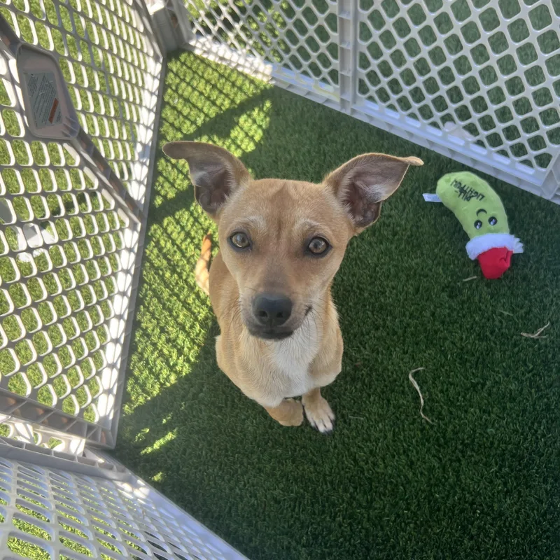 An adult small-sized male Chihuahua dog named Dewey for adoption in Hughesville, MD