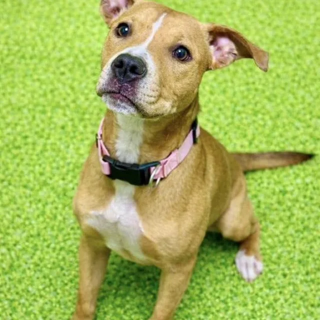 A baby medium-sized female Golden Pit Bull Terrier dog named Debbie for adoption in Battle Creek, MI
