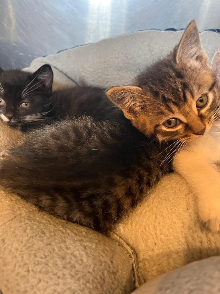 A baby small-sized male Domestic Medium Hair cat named Rocky for adoption in Peru, NY