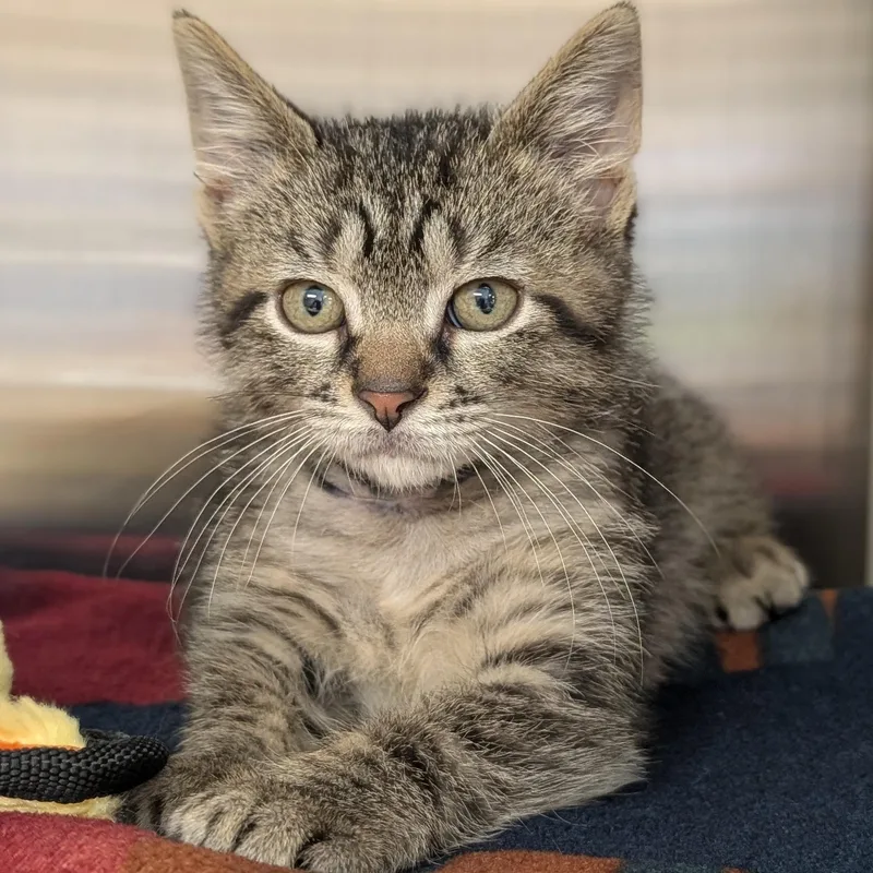 A baby medium-sized male Tabby (Brown / Chocolate) Domestic Short Hair cat named Bot for adoption in Jefferson, WI