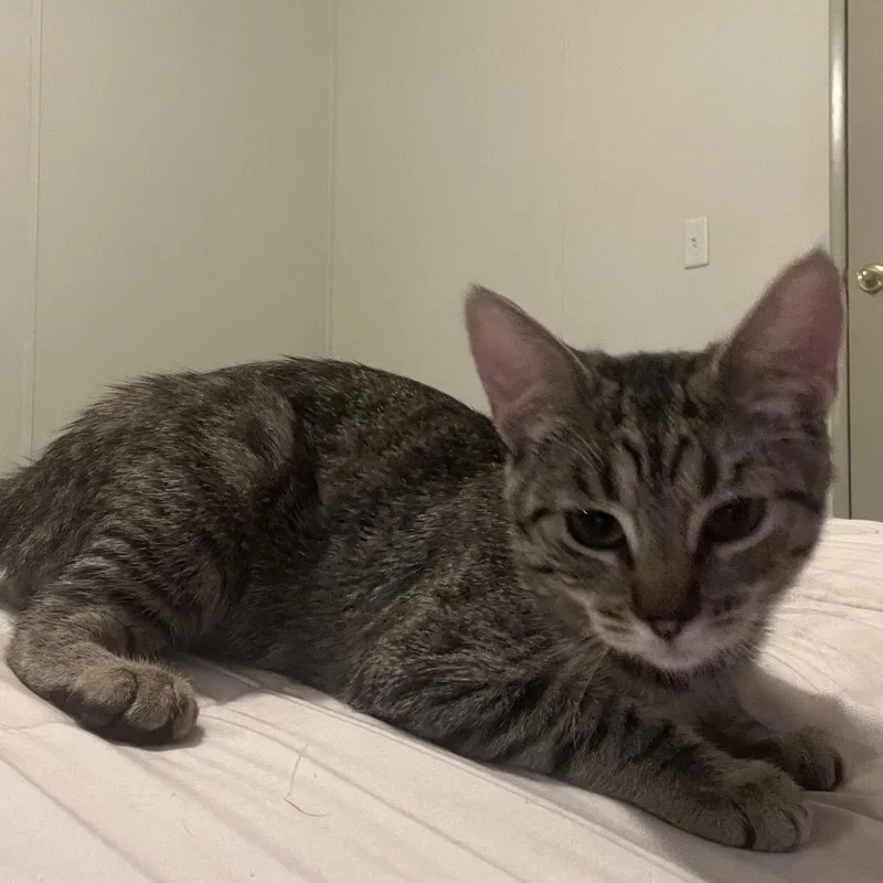 Julietta thumbnail 2